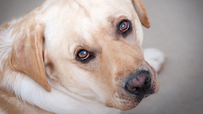 Labrador je ime ChatGPT-ovog search indexa